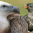 Thumbnail image for SEO : êtes-vous vautour ou coucou ?